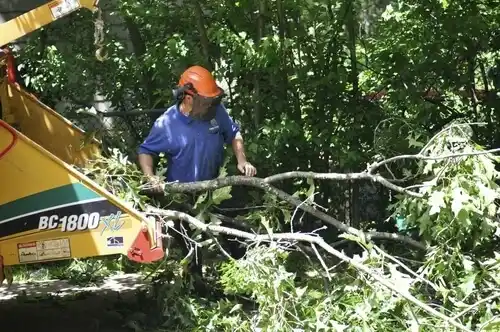 tree services Lafayette